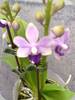 Phal. Tzu Chiang Sapphire - 1 Rispe